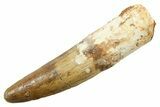 Fossil Spinosaurus Tooth - Real Dinosaur Tooth #362836-1
